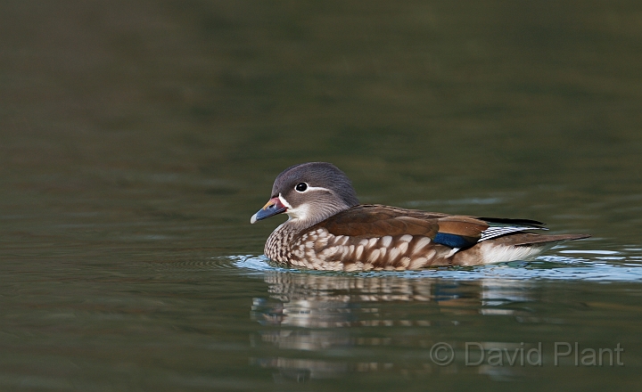Mandarin female - B.jpg - Mandarin, female - Forest of Dean